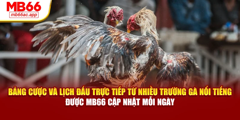 Bảng cược và lịch đấu trực tiếp từ nhiều trường gà nổi tiếng được MB66 cập nhật mỗi ngày