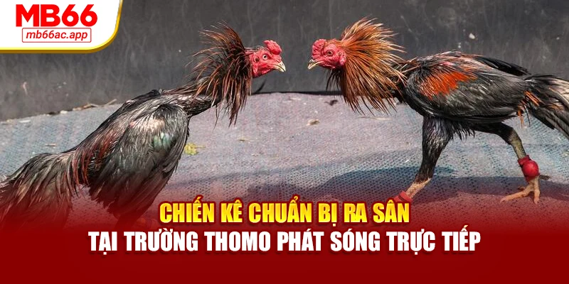 Chiến kê chuẩn bị ra sân tại trường Thomo phát sóng trực tiếp