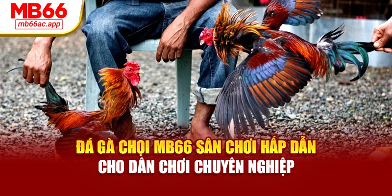 Đá Gà Chọi MB66 Sân Chơi Hấp Dẫn Cho Dân Chơi Chuyên Nghiệp