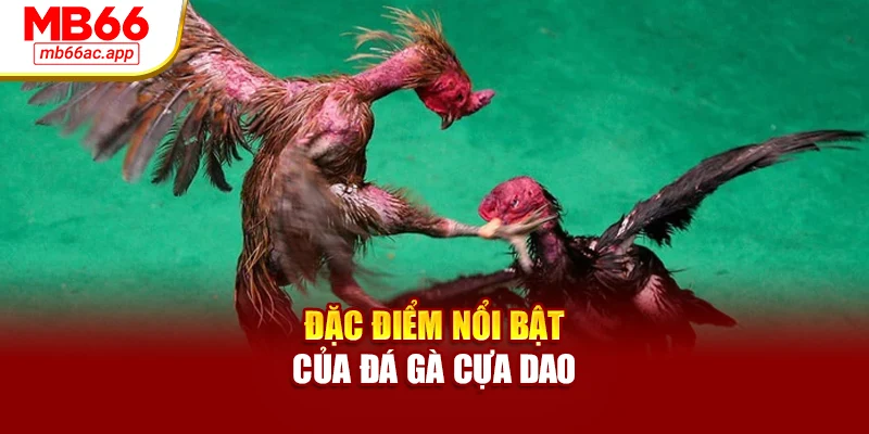 Đặc điểm nổi bật của đá gà cựa dao