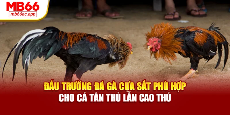 Đấu trường đá gà cựa sắt phù hợp cho cả tân thủ lẫn cao thủ