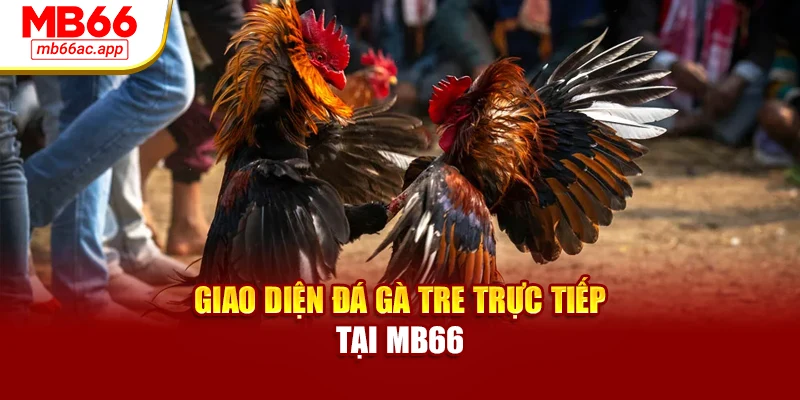Giao diện đá gà tre trực tiếp tại MB66