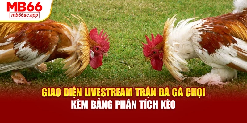 Giao diện livestream trận đá gà chọi kèm bảng phân tích kèo