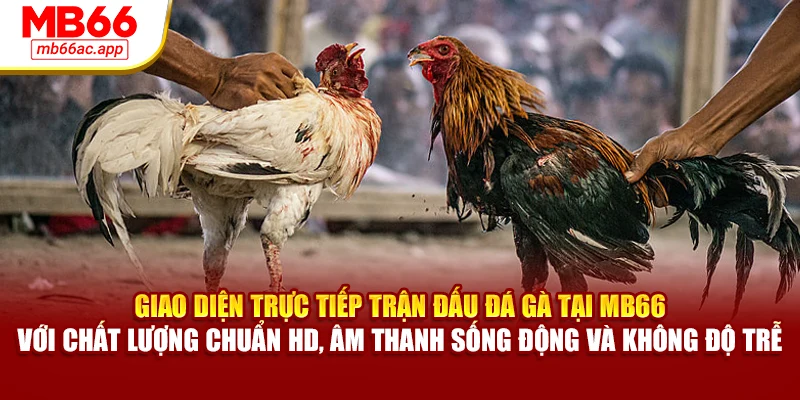 Giao diện trực tiếp trận đấu đá gà tại MB66 với chất lượng chuẩn HD, âm thanh sống động và không độ trễ