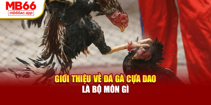 Giới thiệu về đá gà cựa dao là bộ môn gì