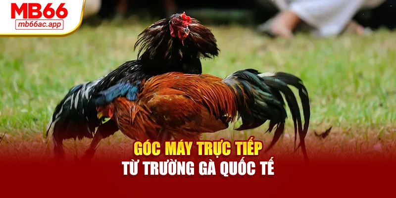 Góc máy trực tiếp từ trường gà quốc tế