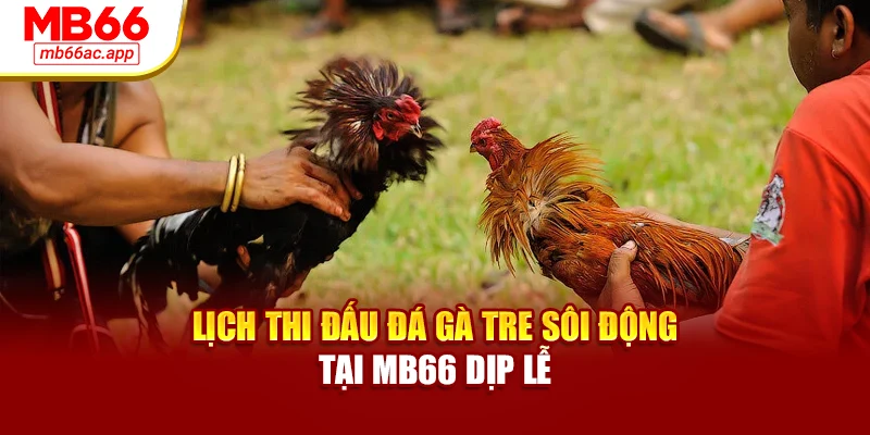 Lịch thi đấu đá gà tre sôi động tại MB66 dịp lễ
