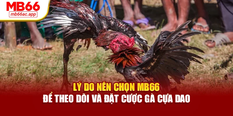 Lý do nên chọn MB66 để theo dõi và đặt cược gà cựa dao