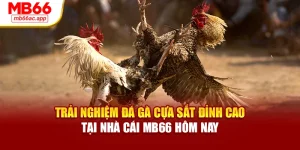 Trải Nghiệm Đá Gà Cựa Sắt Đỉnh Cao Tại Nhà Cái MB66 Hôm Nay