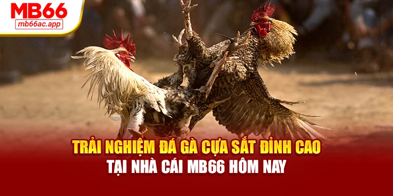 Trải Nghiệm Đá Gà Cựa Sắt Đỉnh Cao Tại Nhà Cái MB66 Hôm Nay