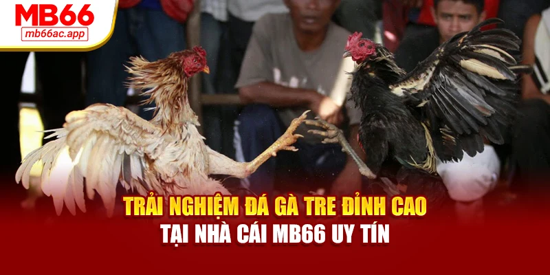 Trải Nghiệm Đá Gà Tre Đỉnh Cao Tại Nhà Cái MB66 Uy Tín
