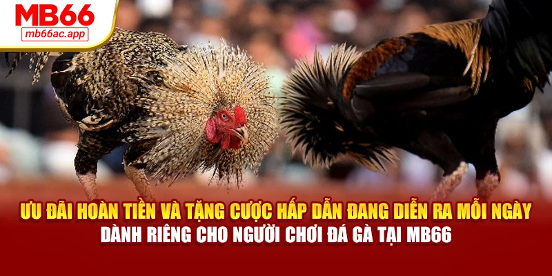 Ưu đãi hoàn tiền và tặng cược hấp dẫn đang diễn ra mỗi ngày dành riêng cho người chơi đá gà tại MB66